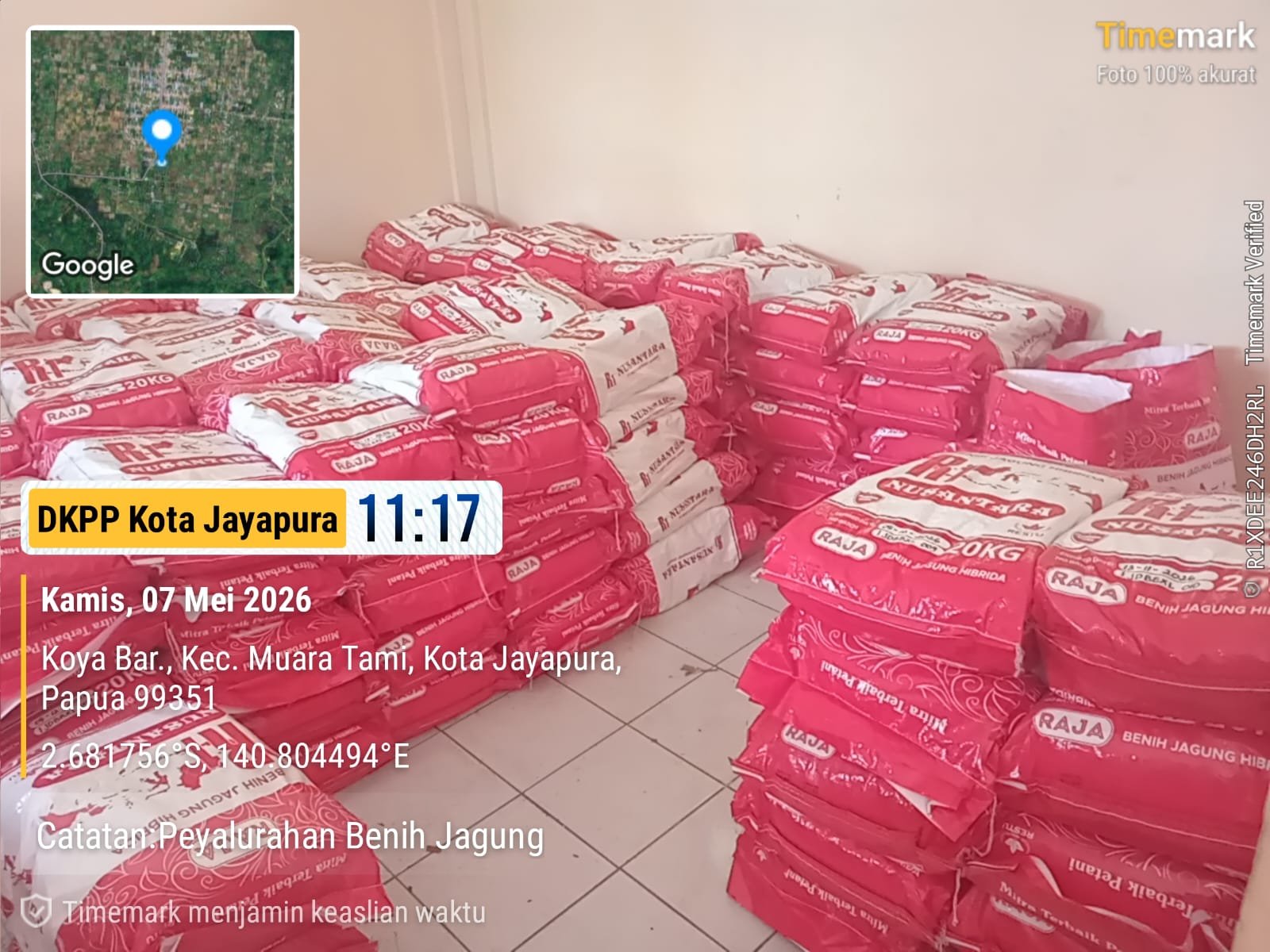 Benih Jagung