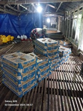 Pengadaan Bibit Ternak yang Sumbernya dari Daerah Kab / Kota Lain